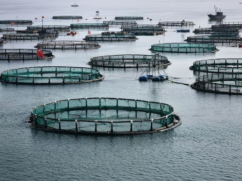 DNA編碼深海 海水養(yǎng)殖技術(shù)研發(fā)引領(lǐng)海鮮外賣新體驗